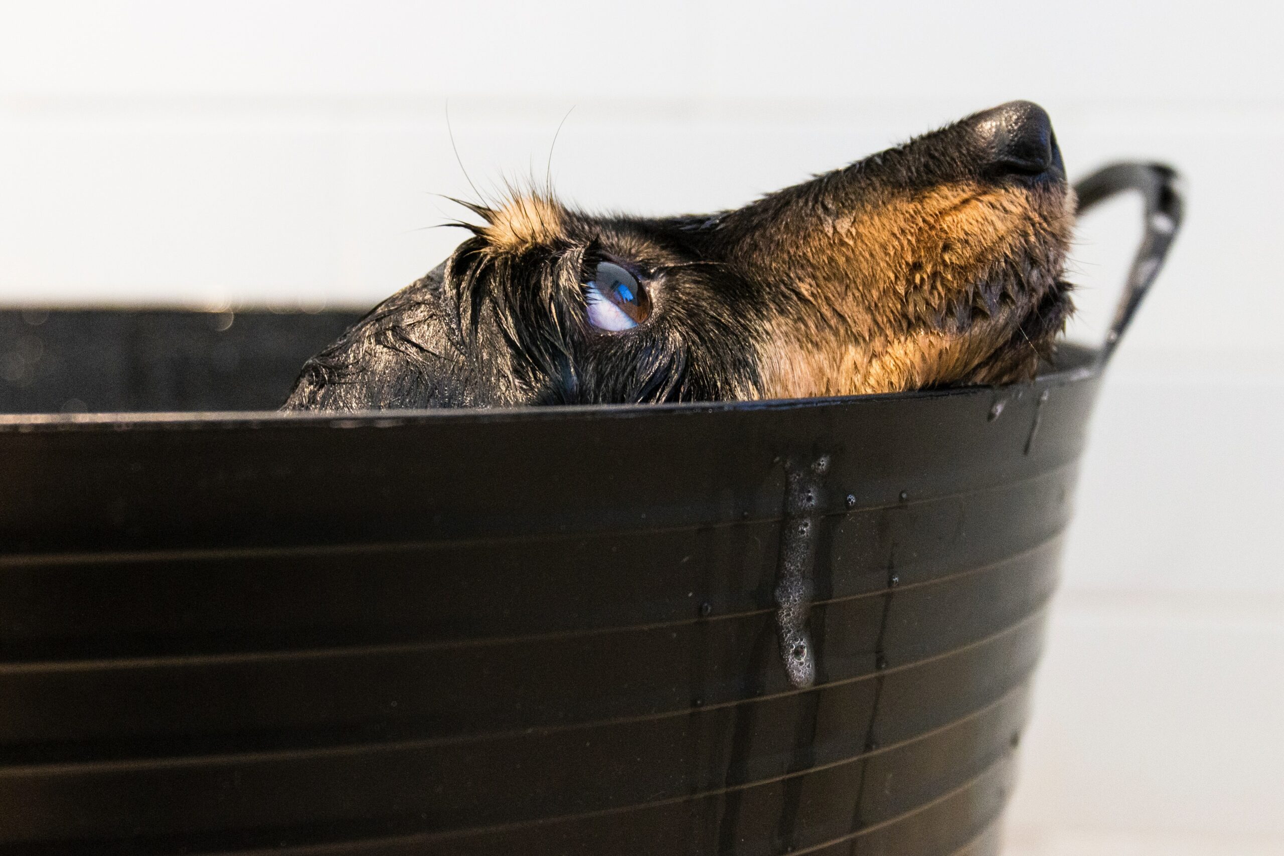 Dog's Face Washing