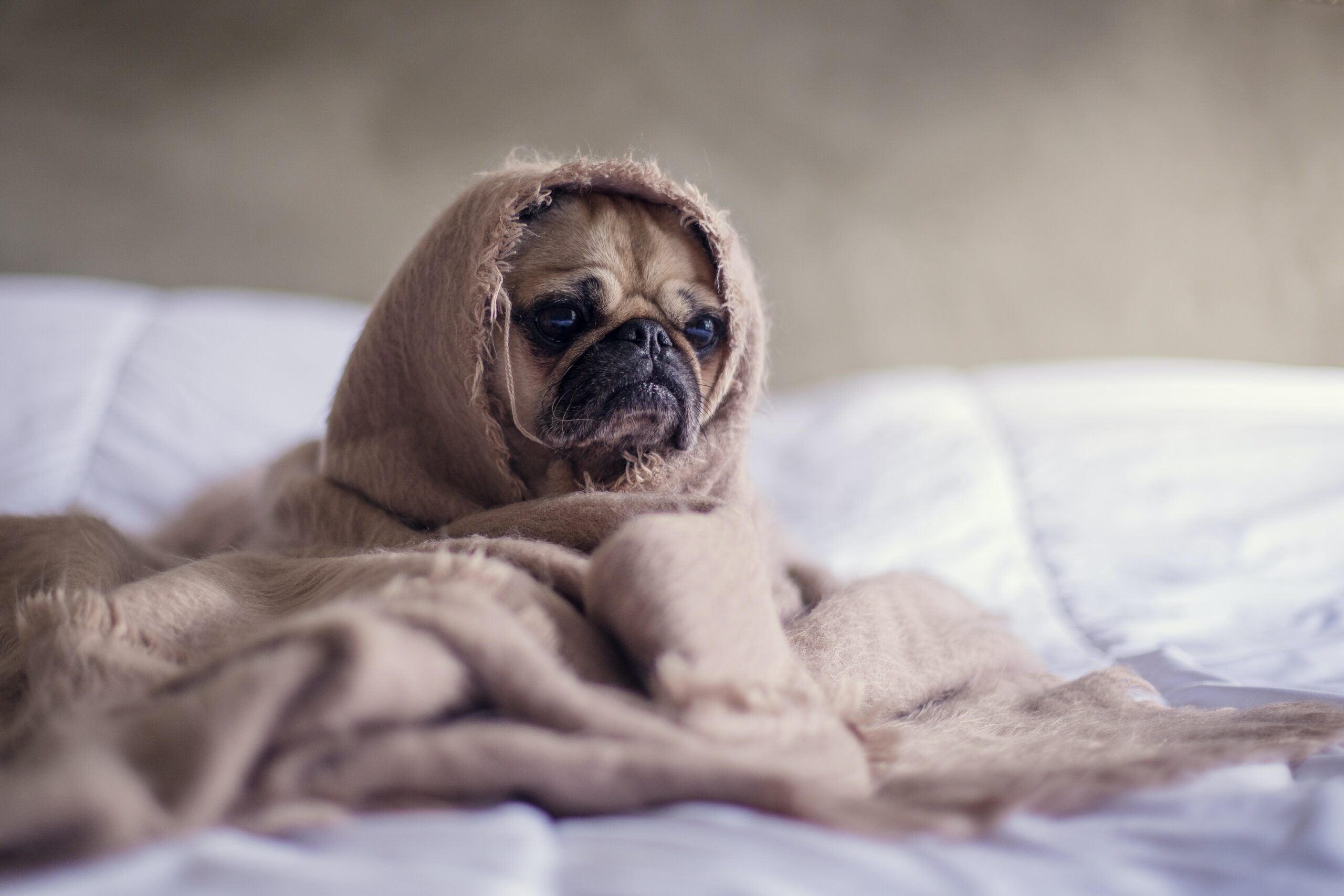 Dog With Clean Towels