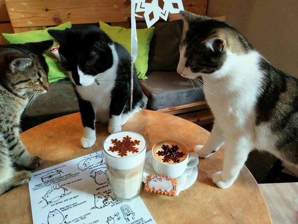 cat cafes