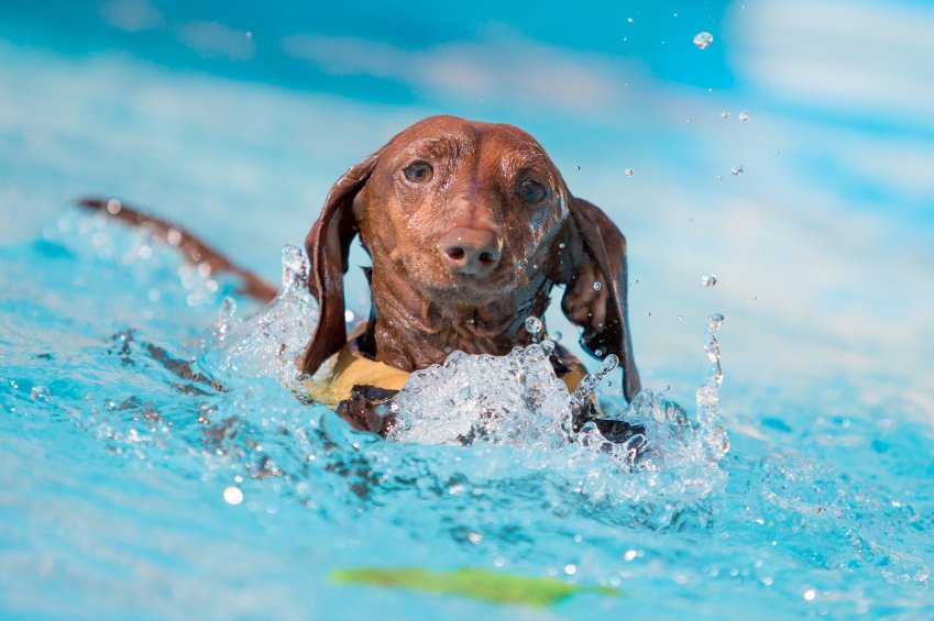 fears water dog