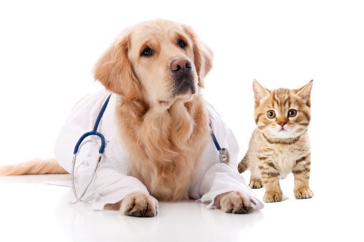 Pet Insurance