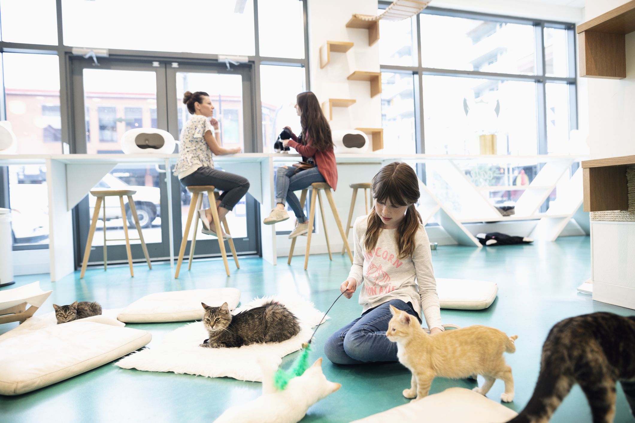 about cat cafes