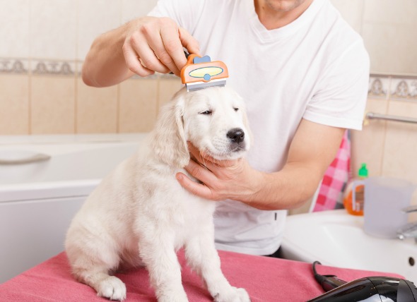 for grooming dogs