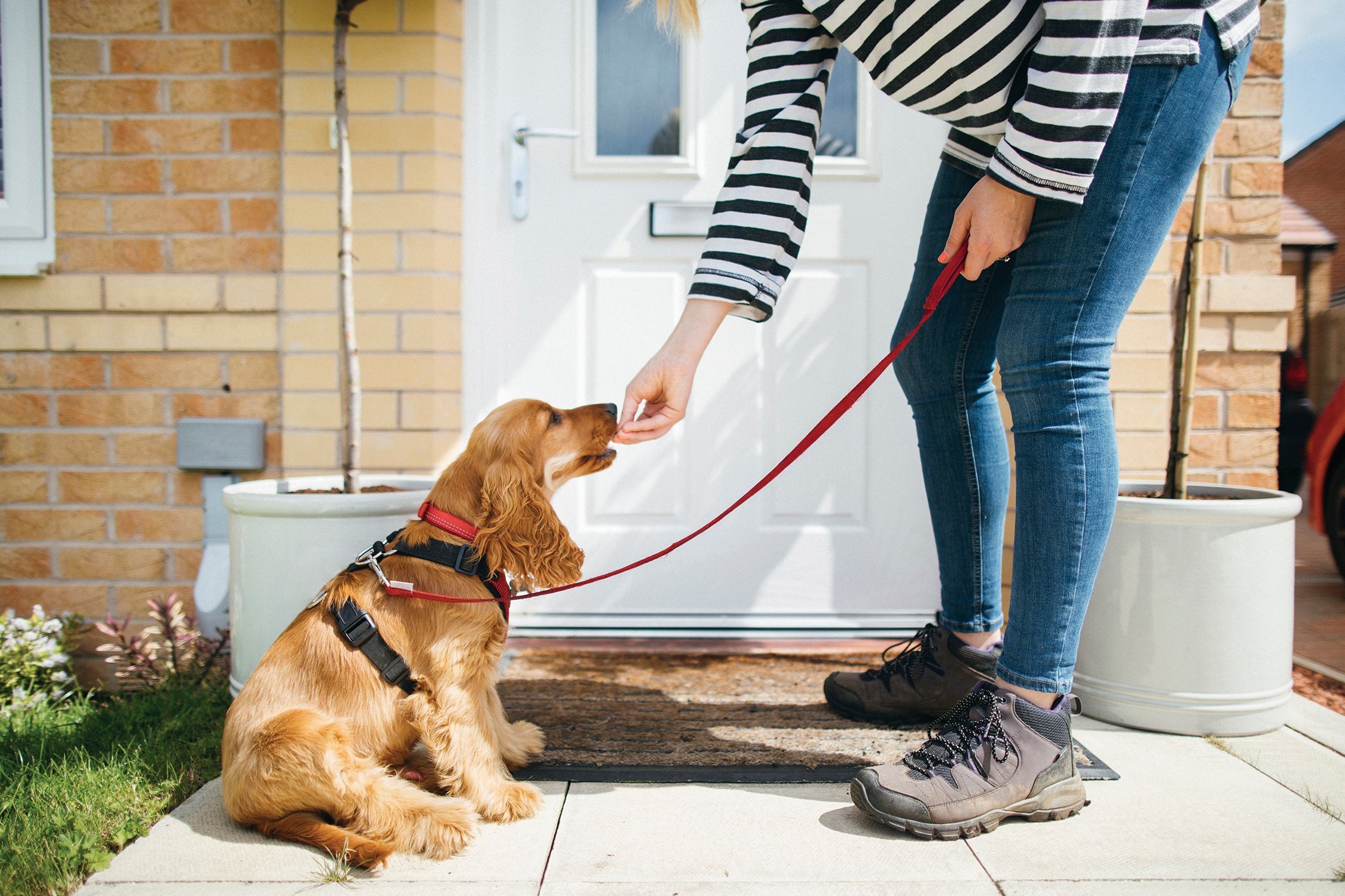 dog's development stages