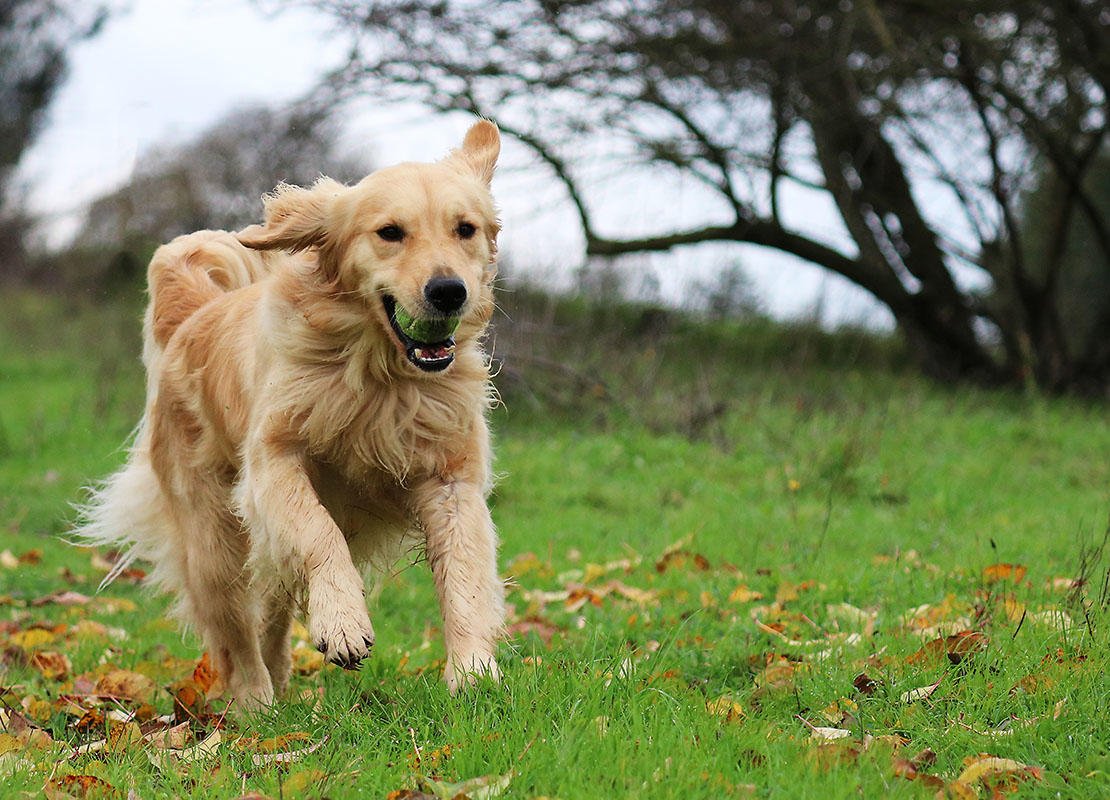 pets walk