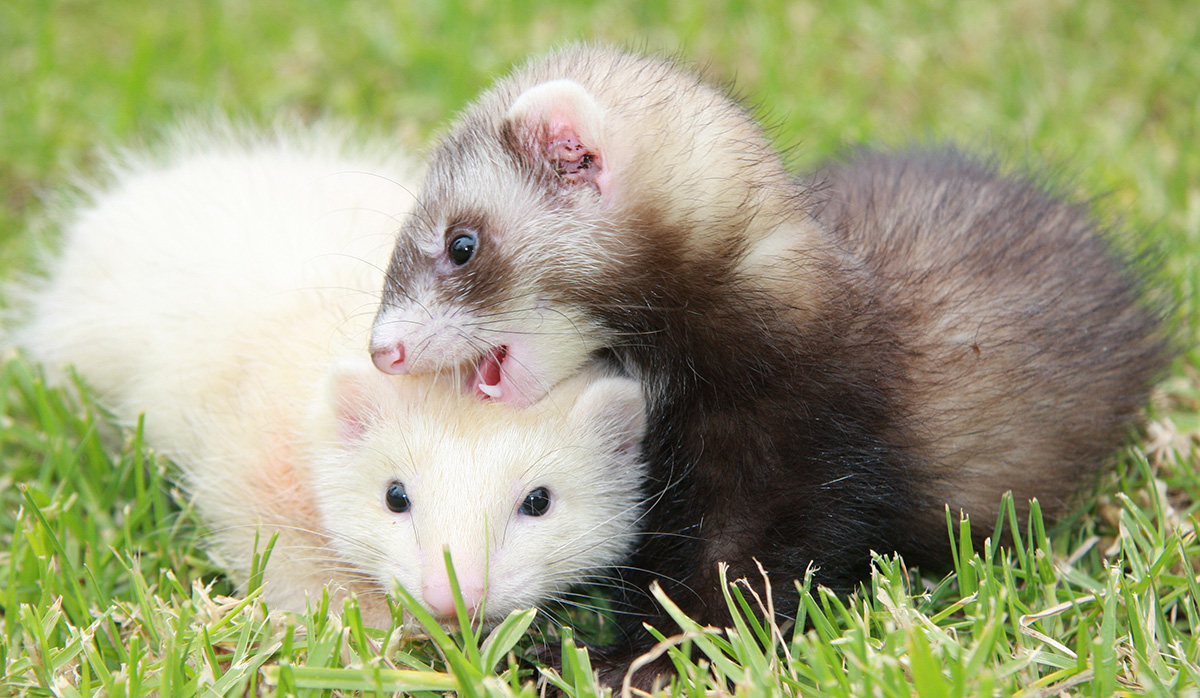 best pets ferret