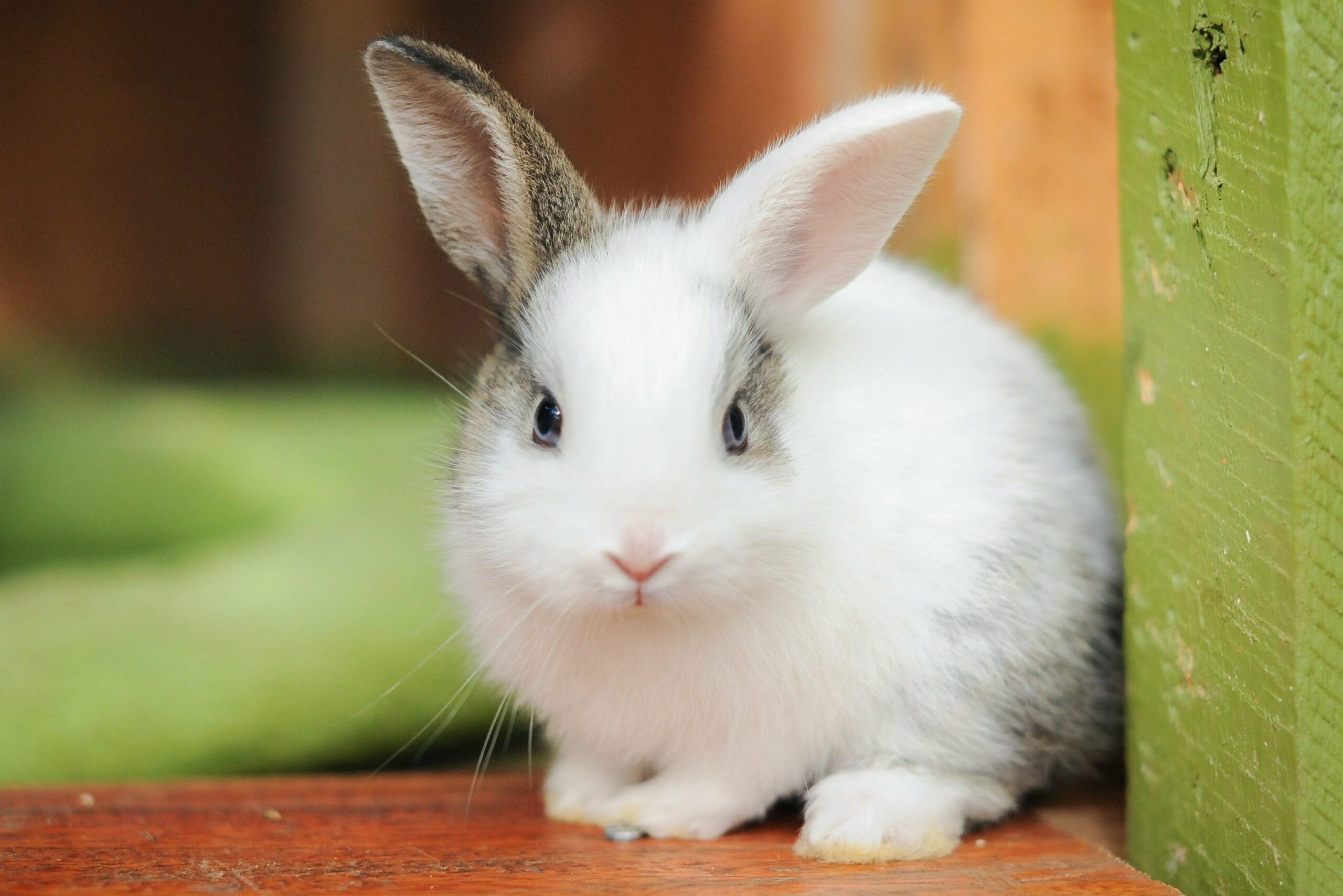 rabbit as a pet