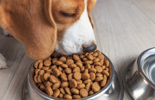  Healthy Doggy Food