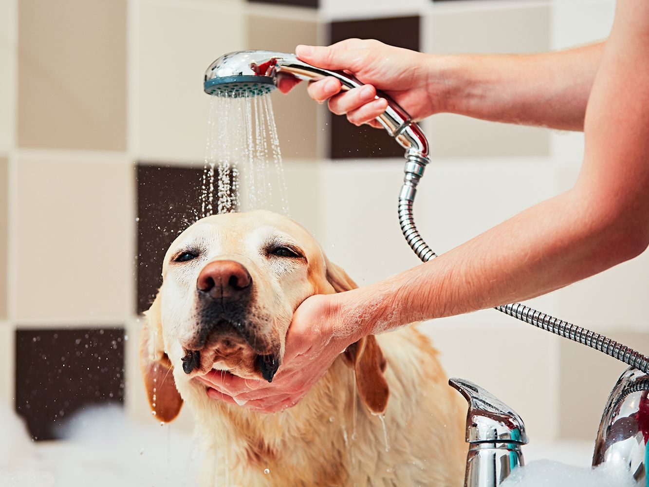 Pet Grooming Supplies For Better health