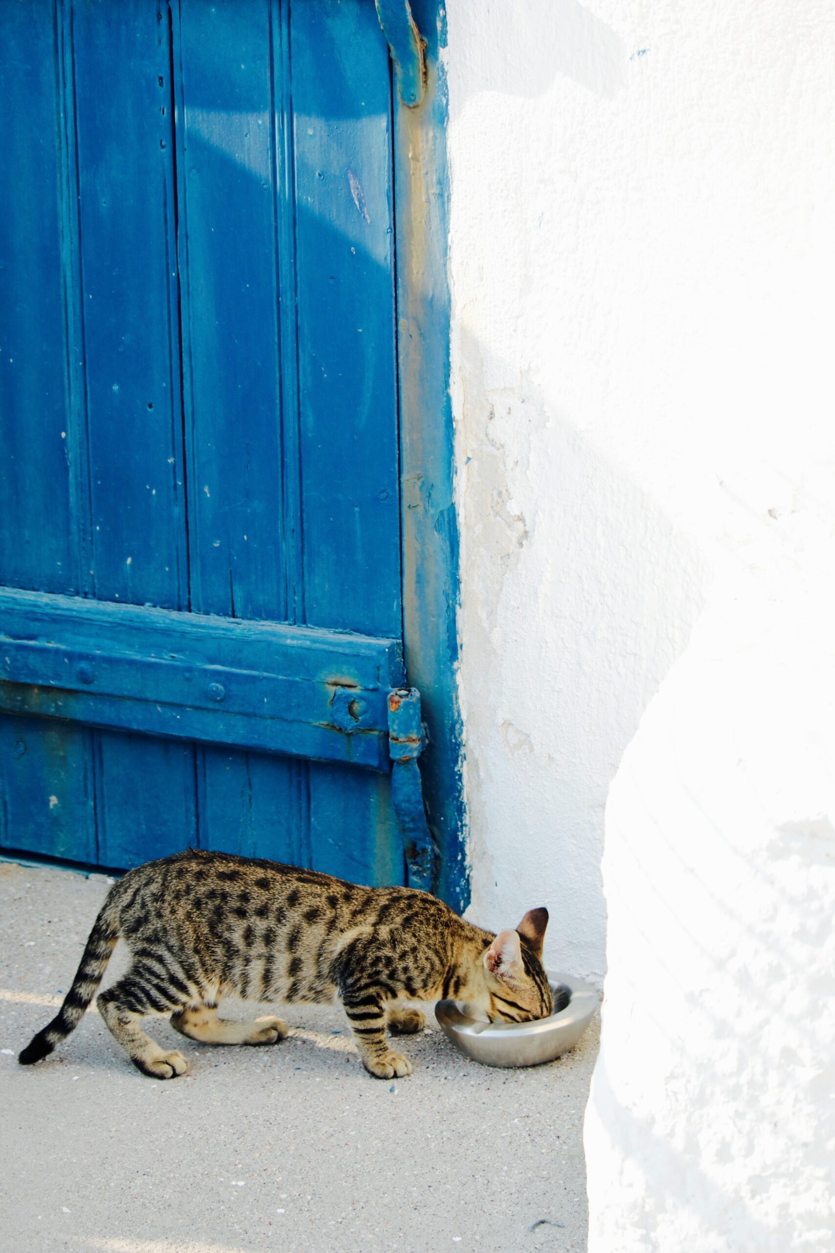 Cat Food