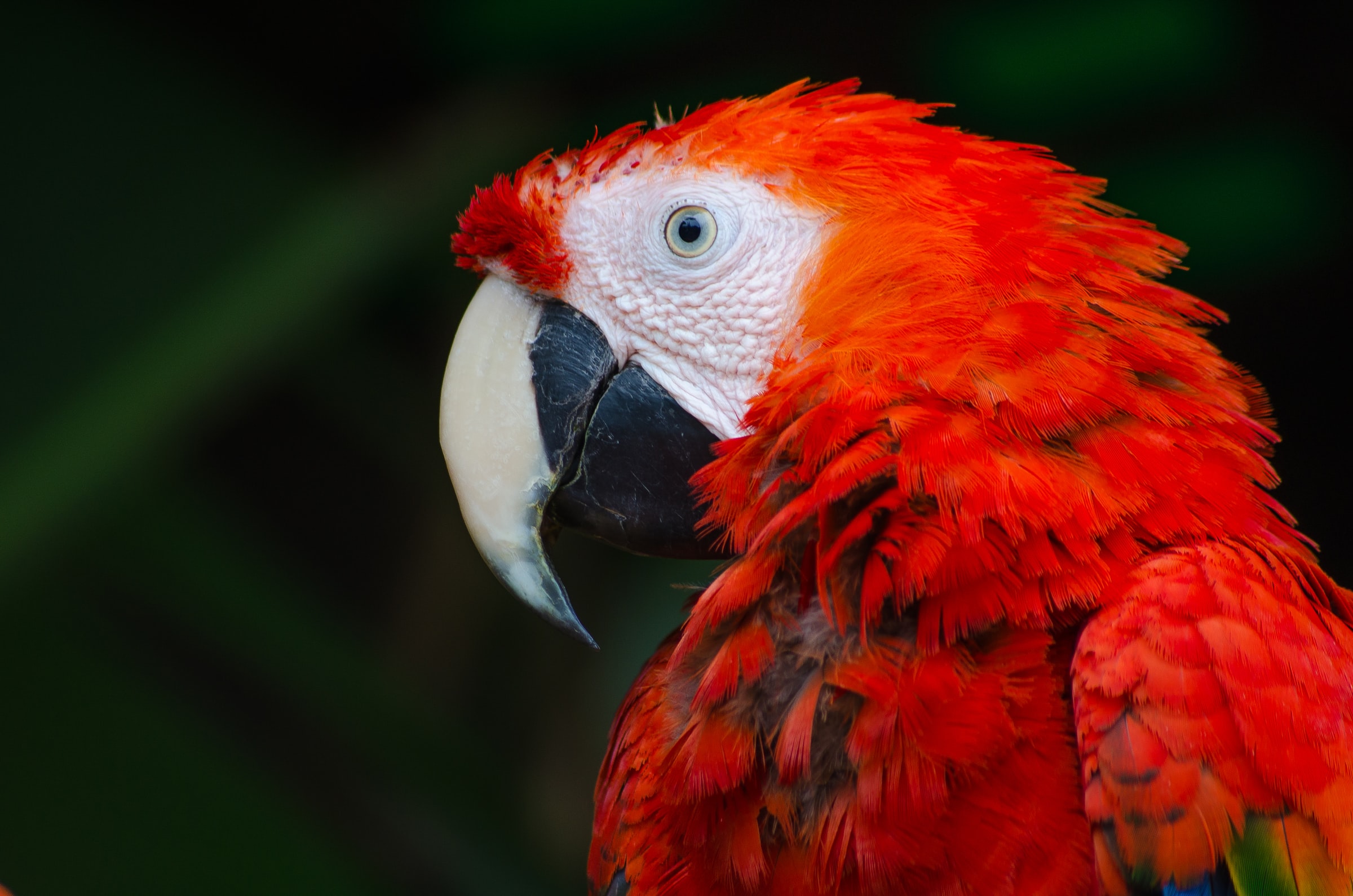 Preserve Parrots