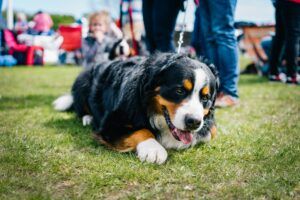 dog show