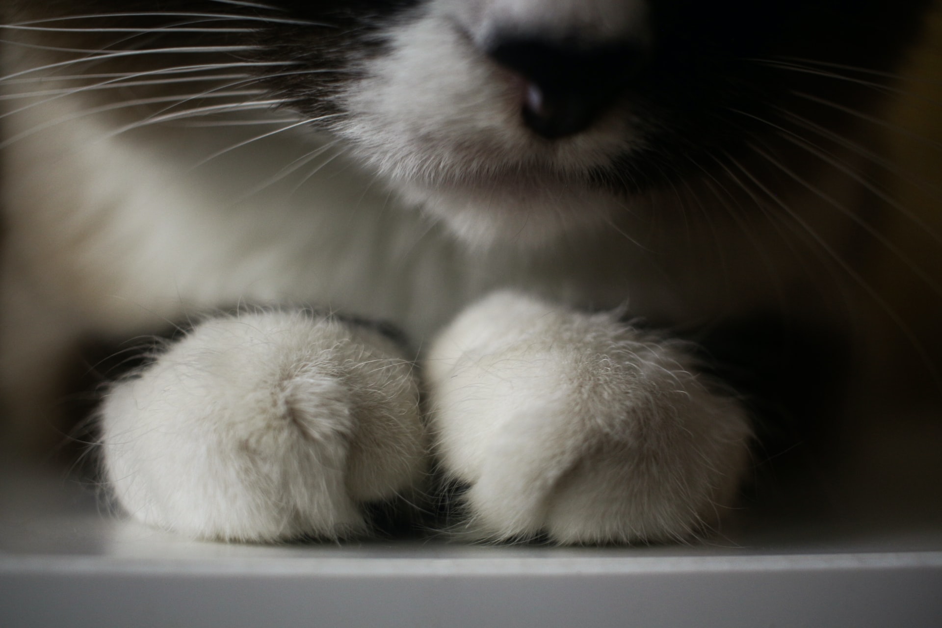 Healthy Paws