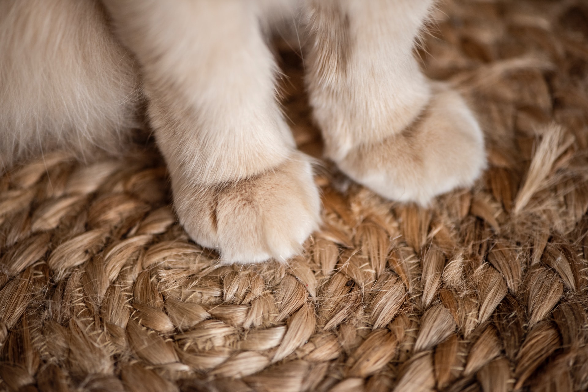 Healthy Paws