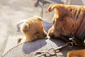 Pet Parent 5