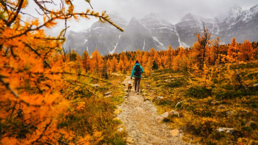 snowy trails