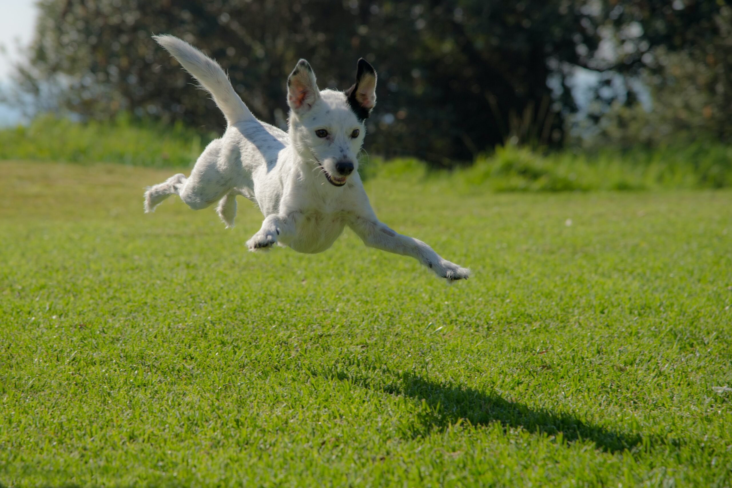 dog digging